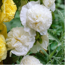 Mallow seeds «Double-flowered white»