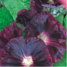 Aster seeds «Night Bird»