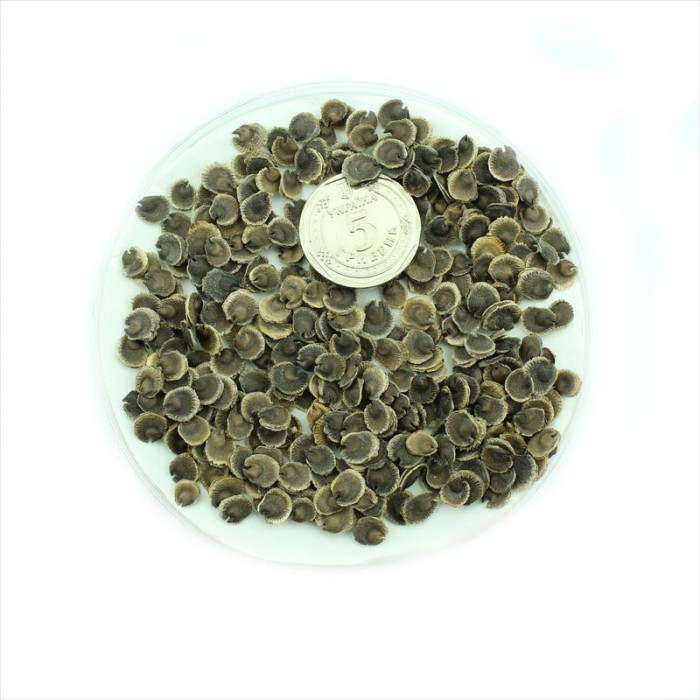 Aster seeds «Night Bird»