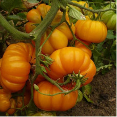 Tomato seeds «Orange Bison» 
