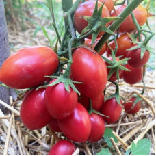 Tomato seeds «Red Stone» 
