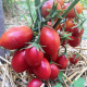 Tomato seeds «Red Stone» 