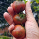 Tomato seeds «Black Vernissage» 