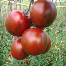 Tomato seeds «Black Vernissage» 