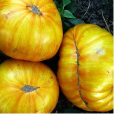 Tomato seeds «Yellow zebra» 