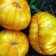 Tomato seeds «Yellow zebra» 