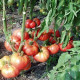 Tomato seeds «Great warrior» 