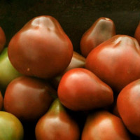 Tomato seeds «Bedouin» 