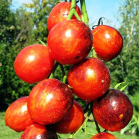Tomato seeds «Crimson Dragon» 