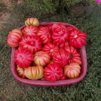 Tomato seeds «Mushroom Basket»