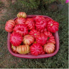 Tomato seeds «Mushroom Basket»