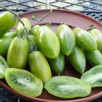Tomato seeds «Emerald icicle» 