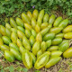 Tomato seeds «Emerald icicle» 