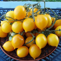 Tomato seeds «Piennolo del Vesuvio yellow» 