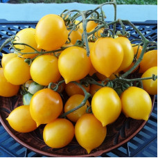Tomato seeds «Piennolo del Vesuvio yellow» 