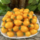 Tomato seeds «Piennolo del Vesuvio yellow» 