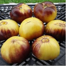 Tomato seeds «Sart Roloise» 