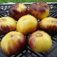 Tomato seeds «Sart Roloise» 