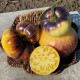 Tomato seeds «Sart Roloise» 
