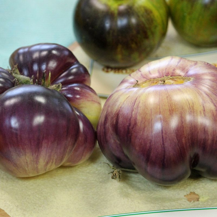 Tomato seeds «Sart Roloise» 