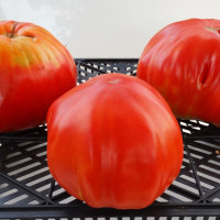 Tomato seeds «Yee Chan's Uncle's Oxheart» 