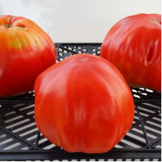 Tomato seeds «Yee Chan's Uncle's Oxheart» 