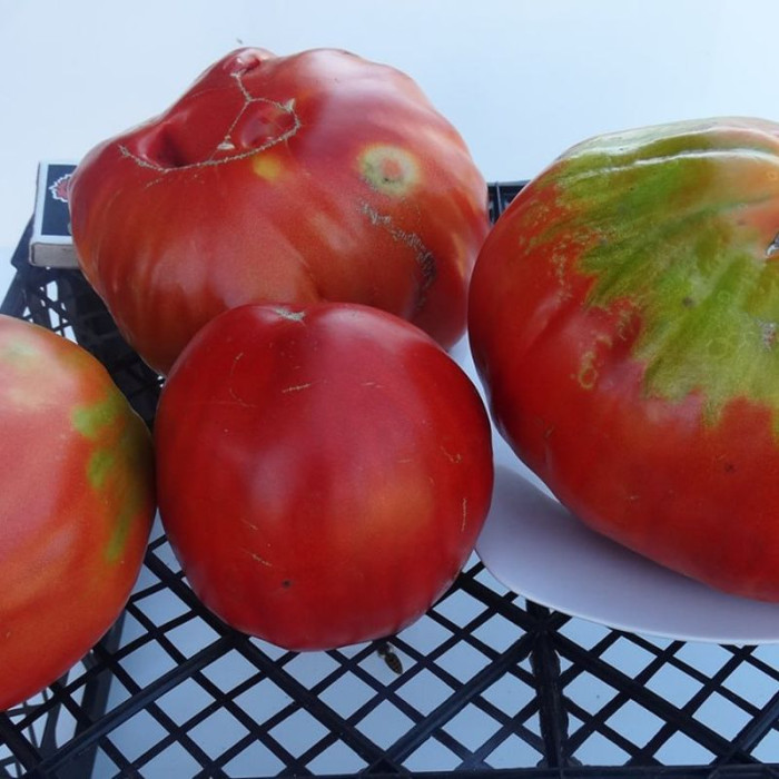 Tomato seeds «Yee Chan's Uncle's Oxheart» 