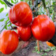 Tomato seeds «Yee Chan's Uncle's Oxheart» 