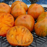 Tomato seeds «Honey amber» 