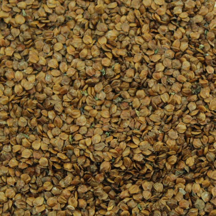 Grey alder seeds