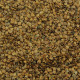 Grey alder seeds