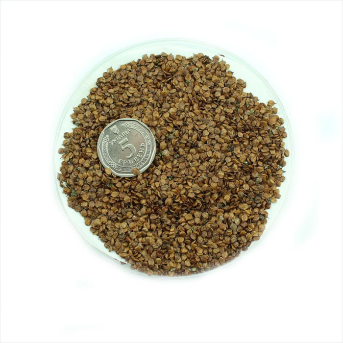 Grey alder seeds