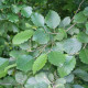 Grey alder seeds