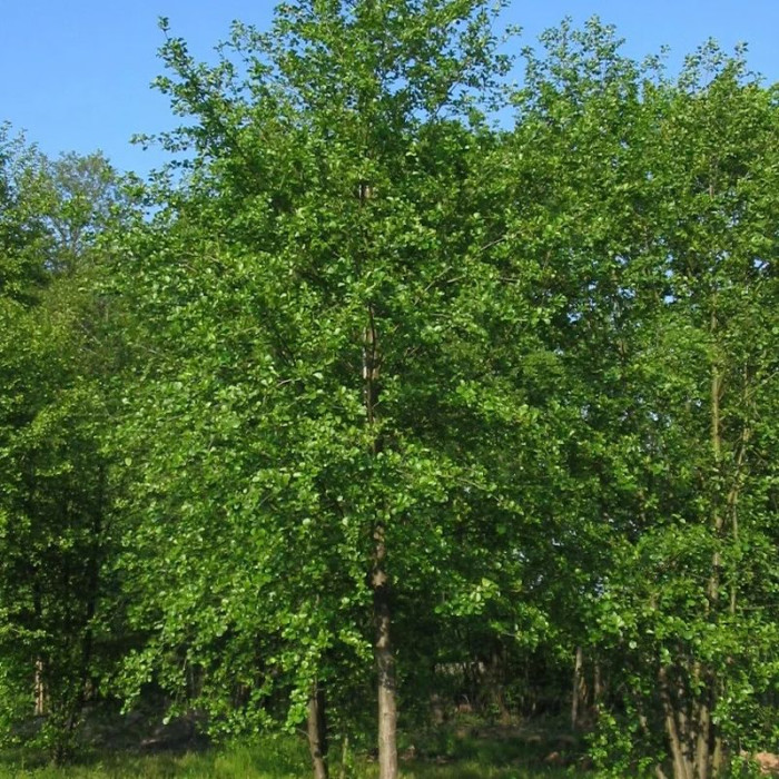 Grey alder seeds