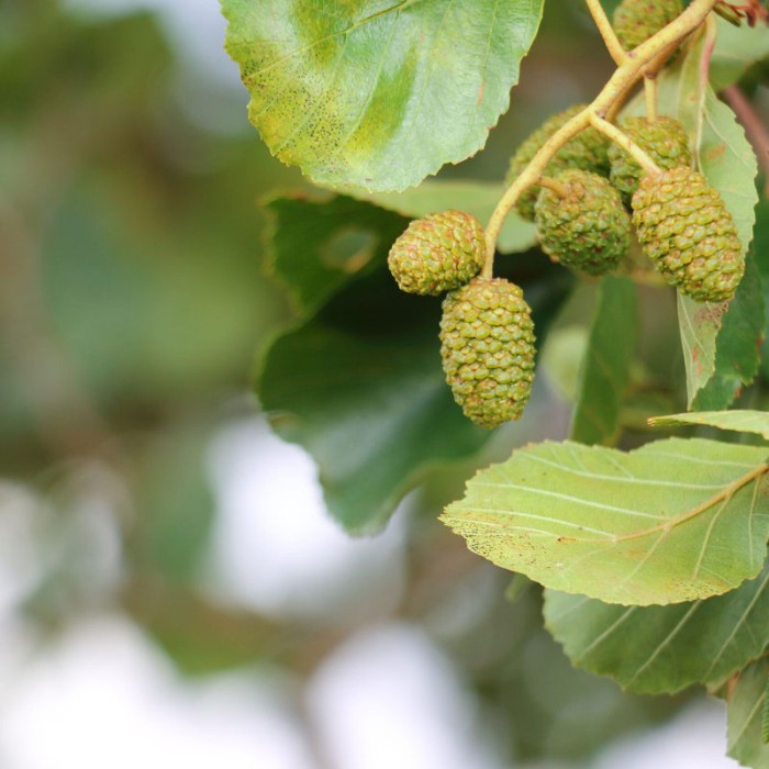 Grey alder seeds