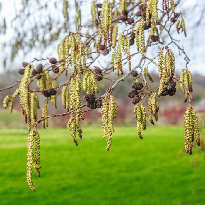 Grey alder seeds