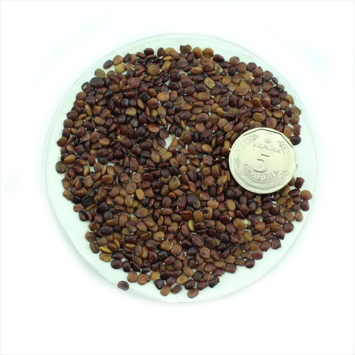 Scotch broom seeds