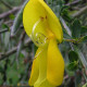 Scotch broom seeds