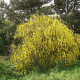 Scotch broom seeds