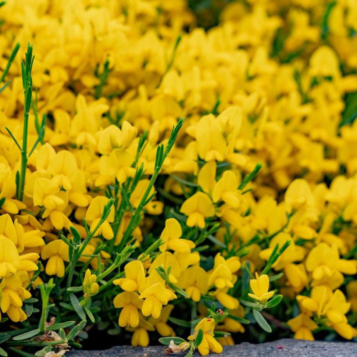 Scotch broom seeds
