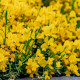 Scotch broom seeds