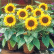Sunflower dwarf seeds «Baby» 