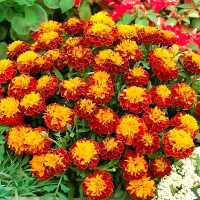 Marigold seeds «Champion»