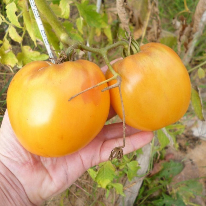 Tomato seeds «Joyful»