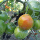Насіння томату «Бичаче смугасте серце»