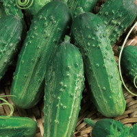 Cucumber seeds «Monastery»