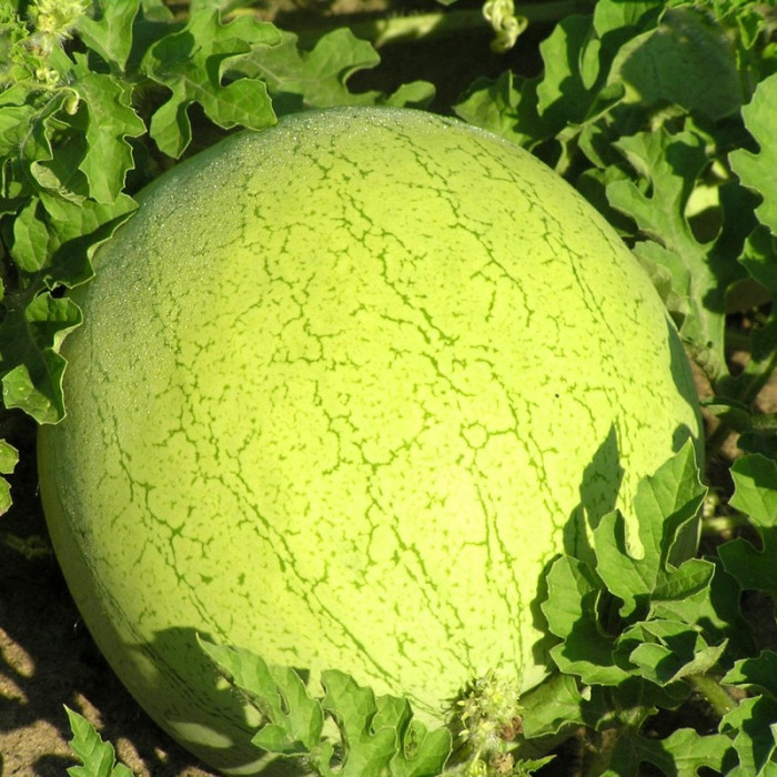 Watermelon seeds «Holopristansky»