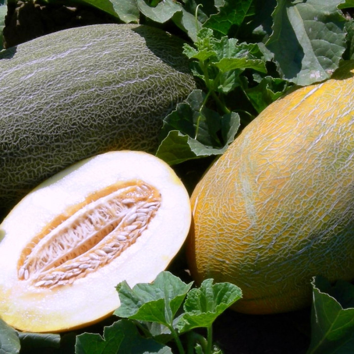 Melon seeds «Fortuna»