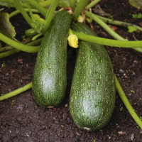 Семена кабачка «Скворушка»