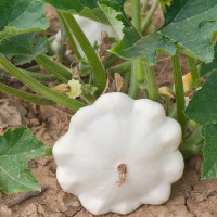 Семена патиссона «Жемчужинка»